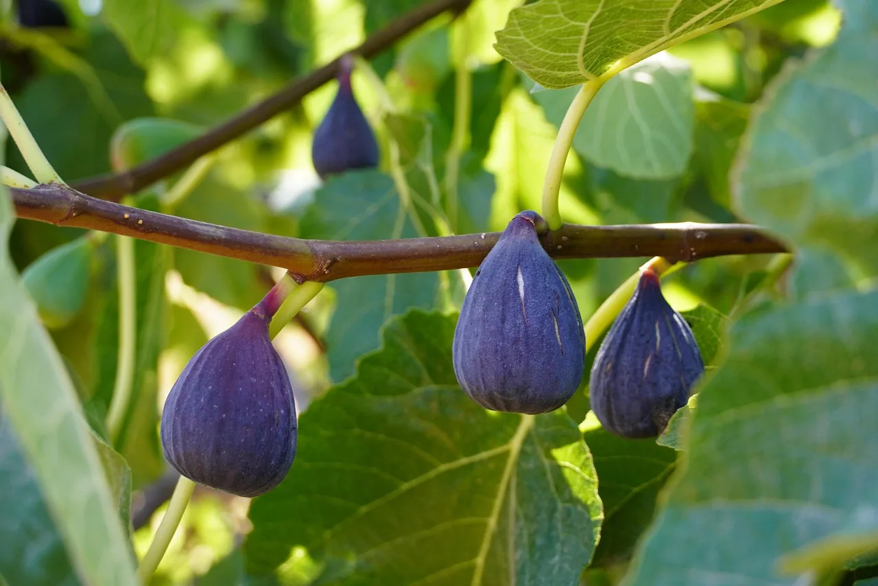 Fig trees with fruits