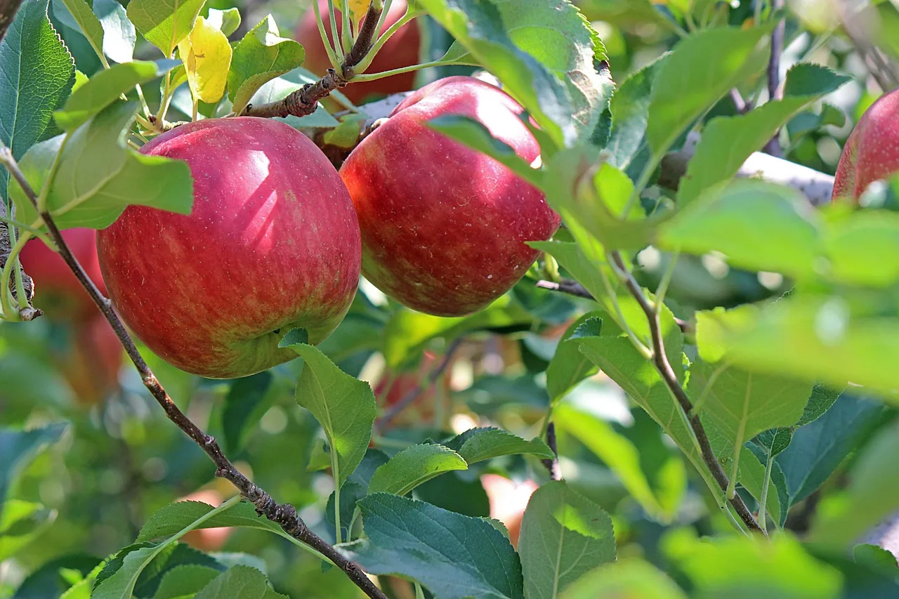 Apple tree with fruits