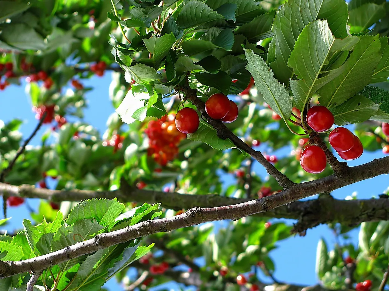 Cherry tree with fruits