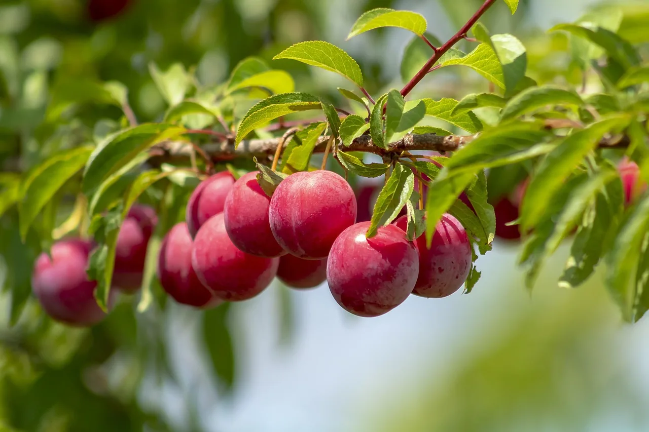 Plum tree with fruits