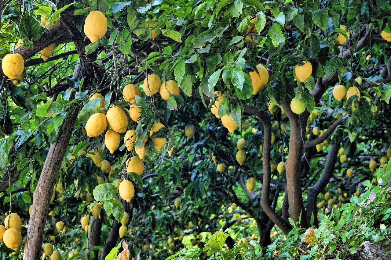 Lime trees with fruits