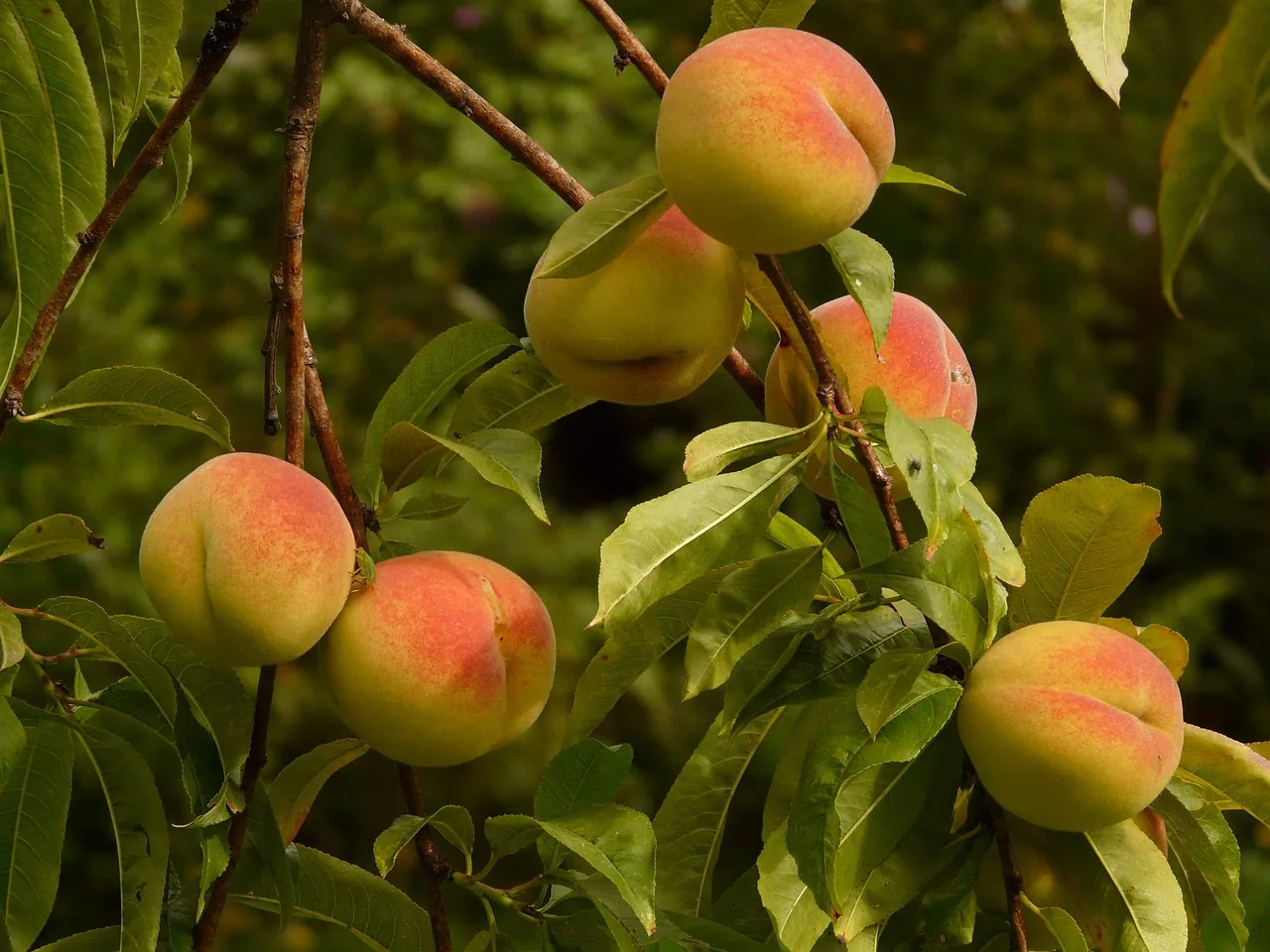 Peach tree with fruits