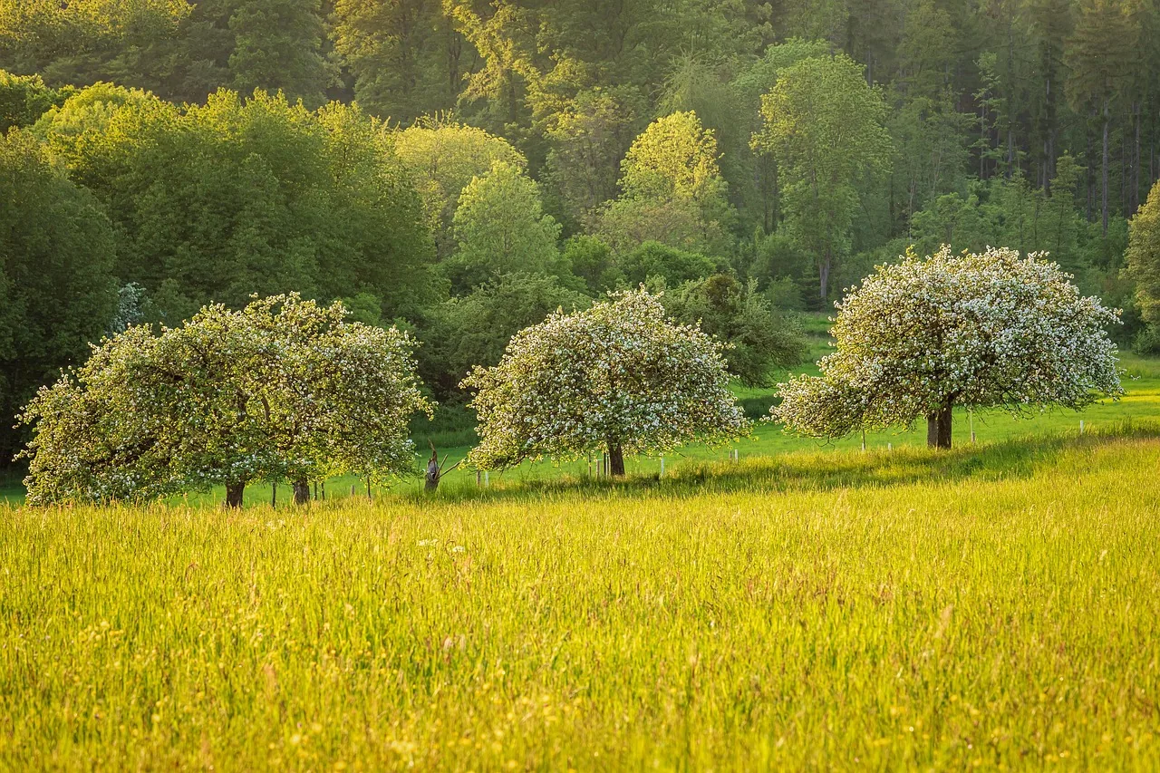 Fruit trees in a meadow