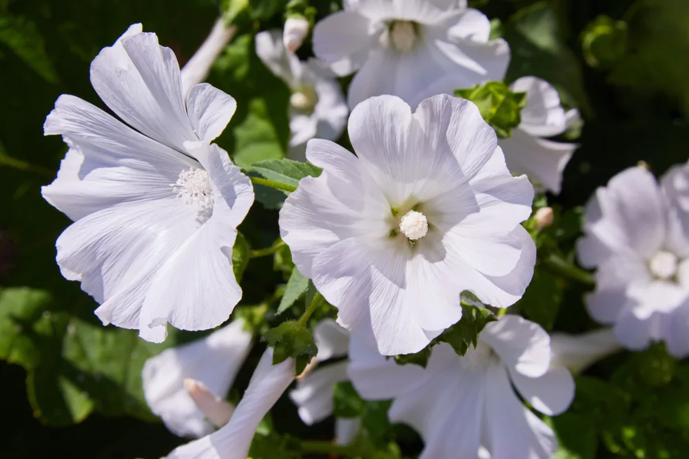 annual mallow