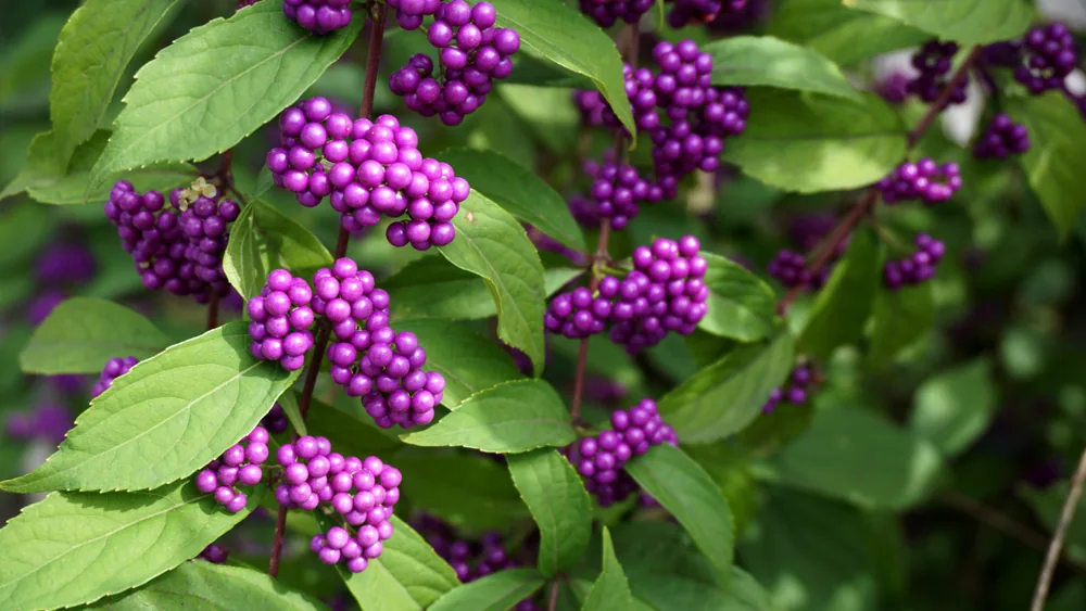 american beautyberry