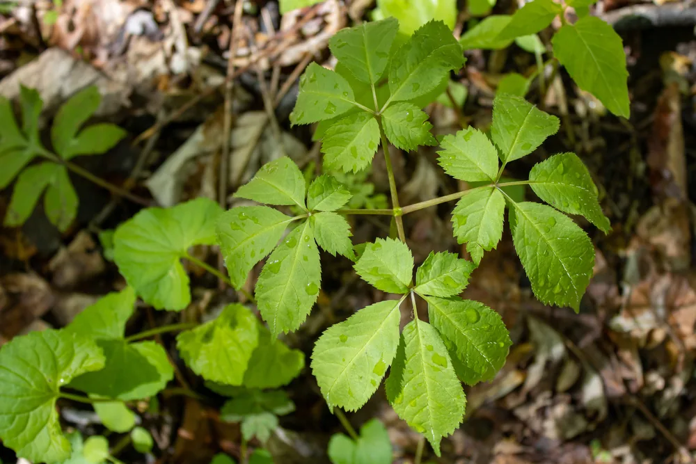 american ginseng