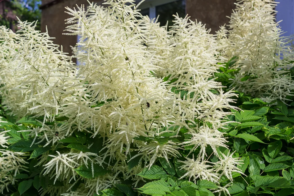 aruncus