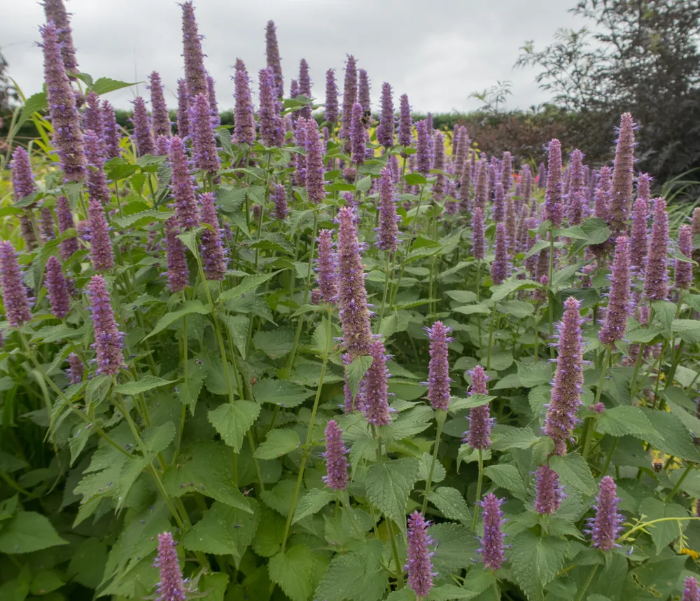 anise hyssop