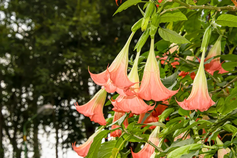 angel‚Äôs trumpet