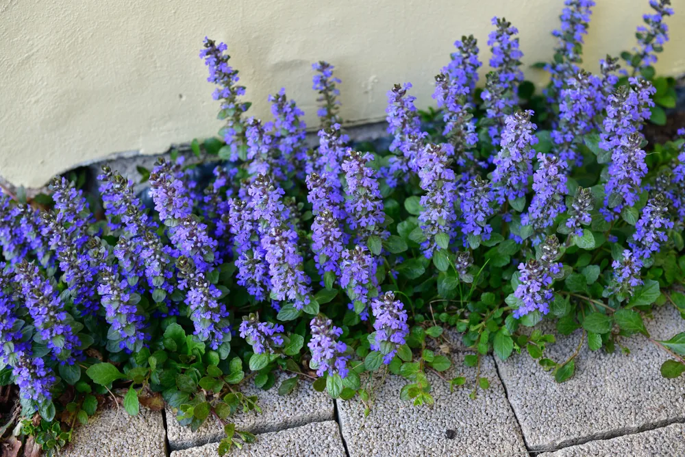 ajuga