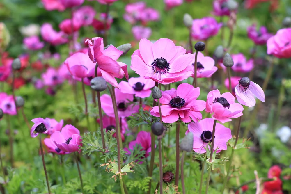 anemone