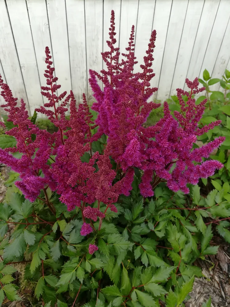 astilbe