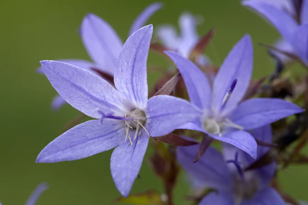 adriatic bellflower