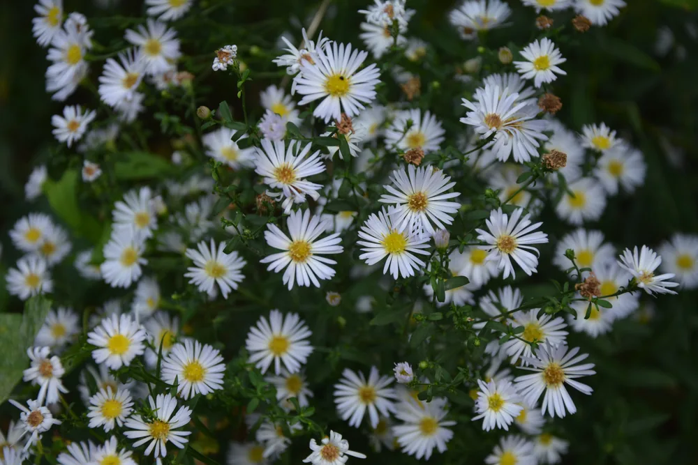 aster