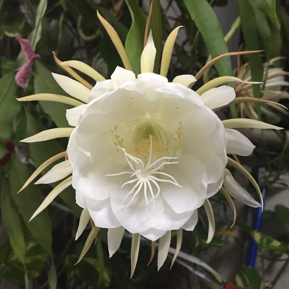 epiphyllum oxypetalum