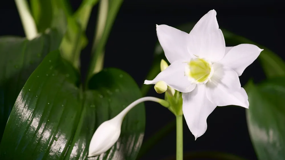 eucharis amazonica