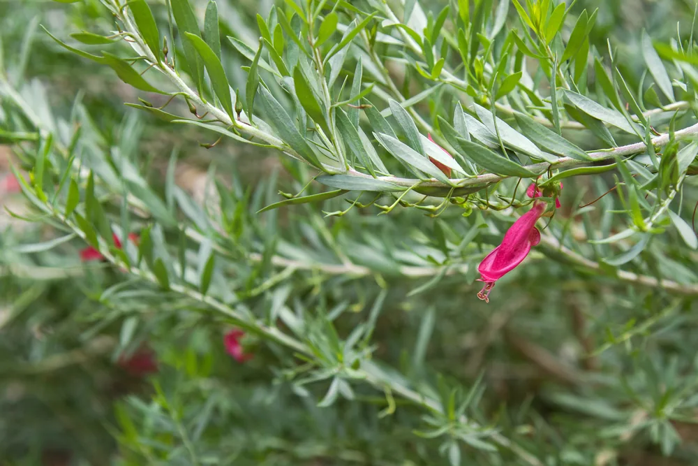 eremophila maculata