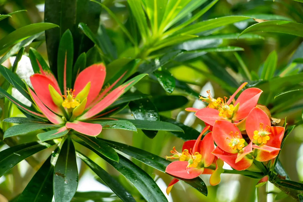 euphorbia punicea