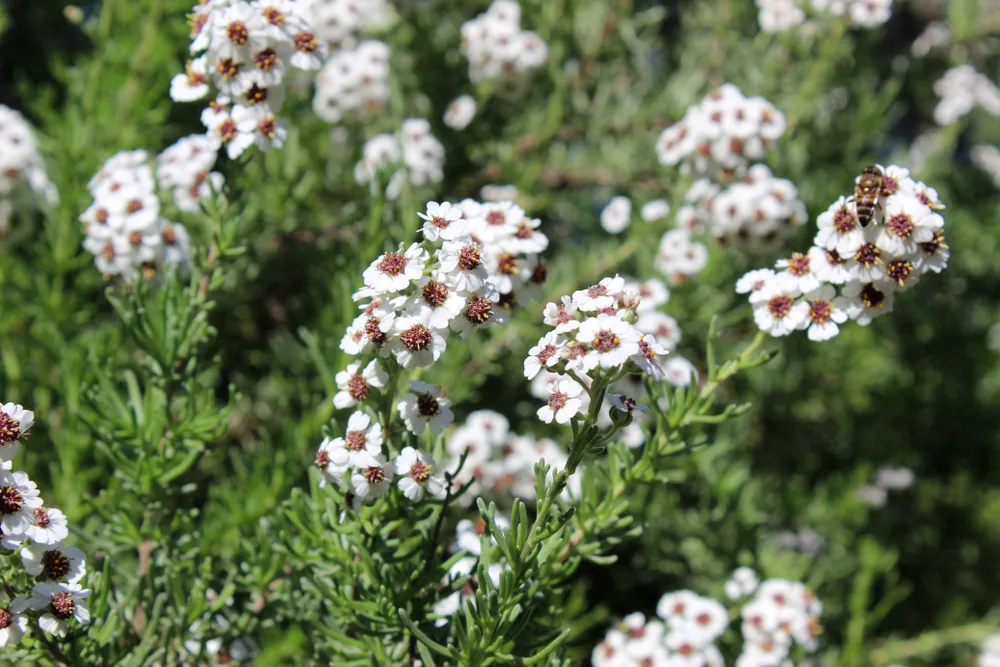 eriocephalus africanus