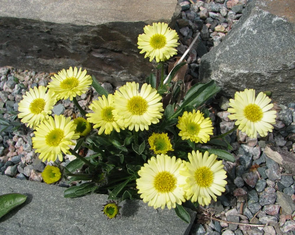 erigeron aureus