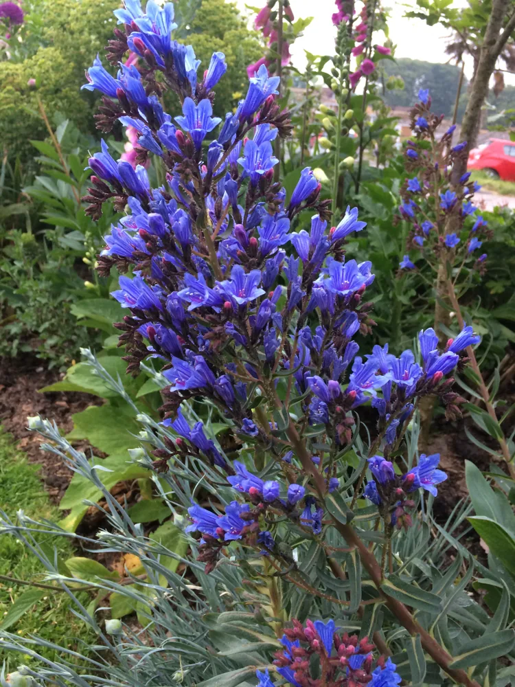 echium thyrsiflorum