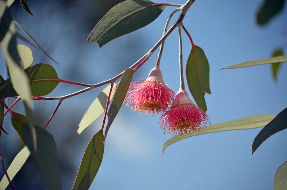 eucalyptus caesia