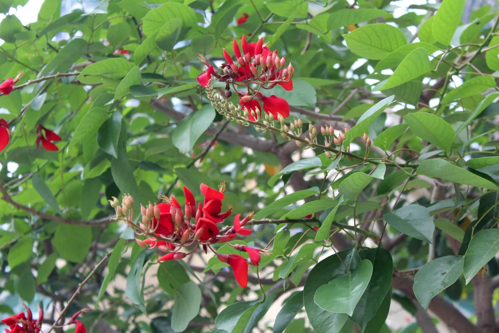 erythrina fusca