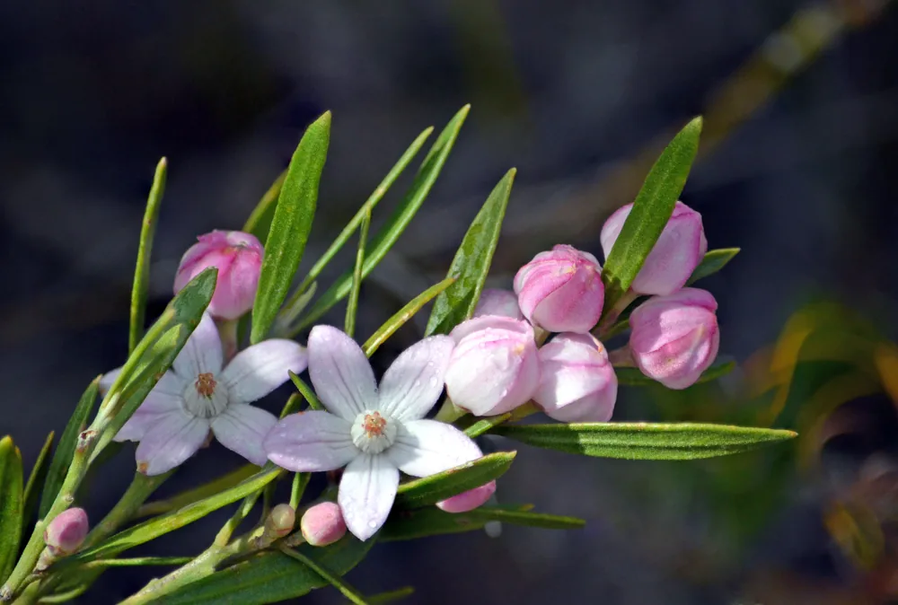 eriostemon australasius