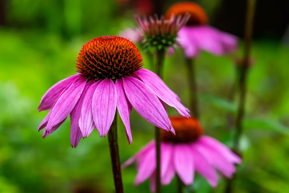 echinacea
