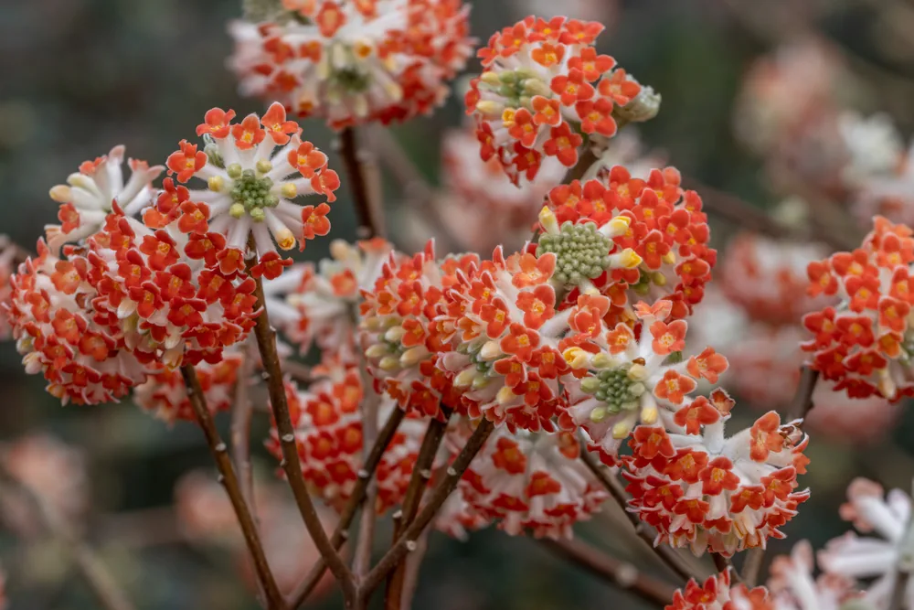 edgeworthia chrysantha