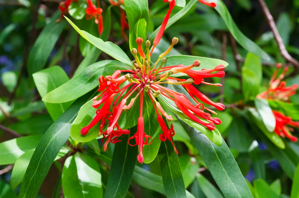 embothrium coccineum