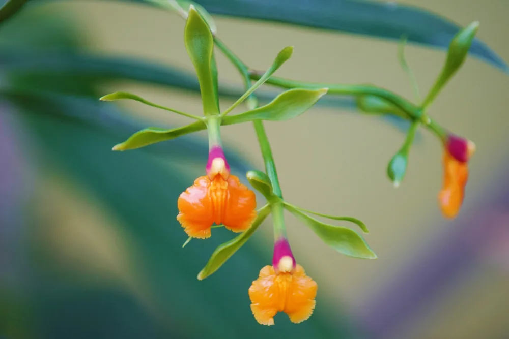 epidendrum pseudepidendrum