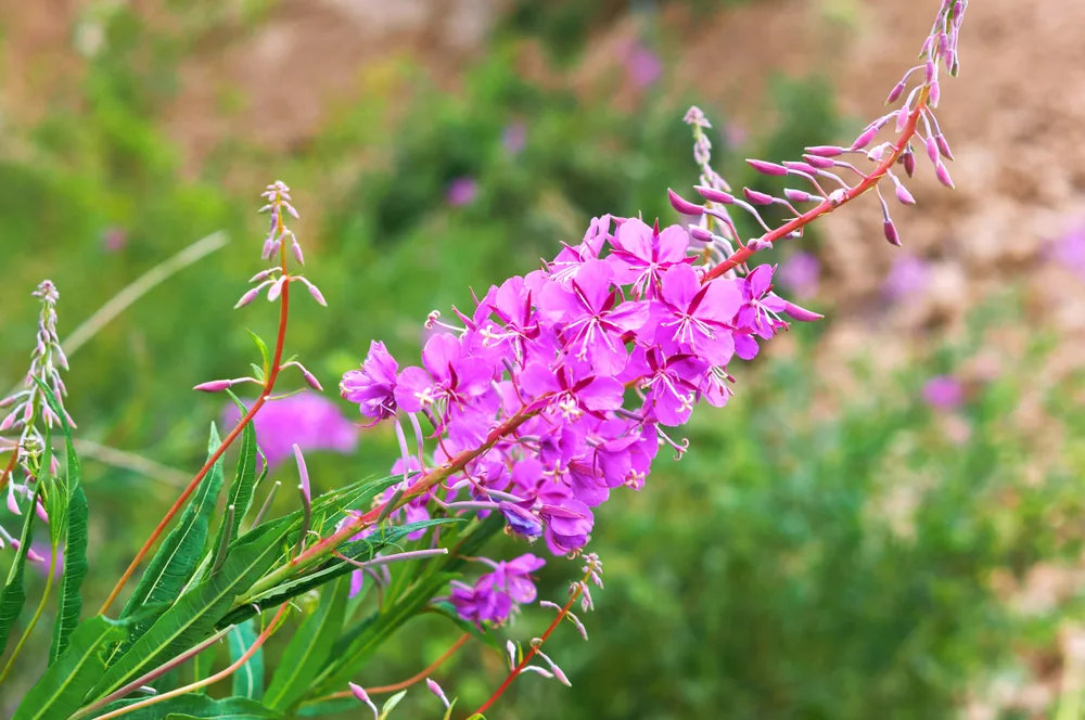 epilobium angustifolium