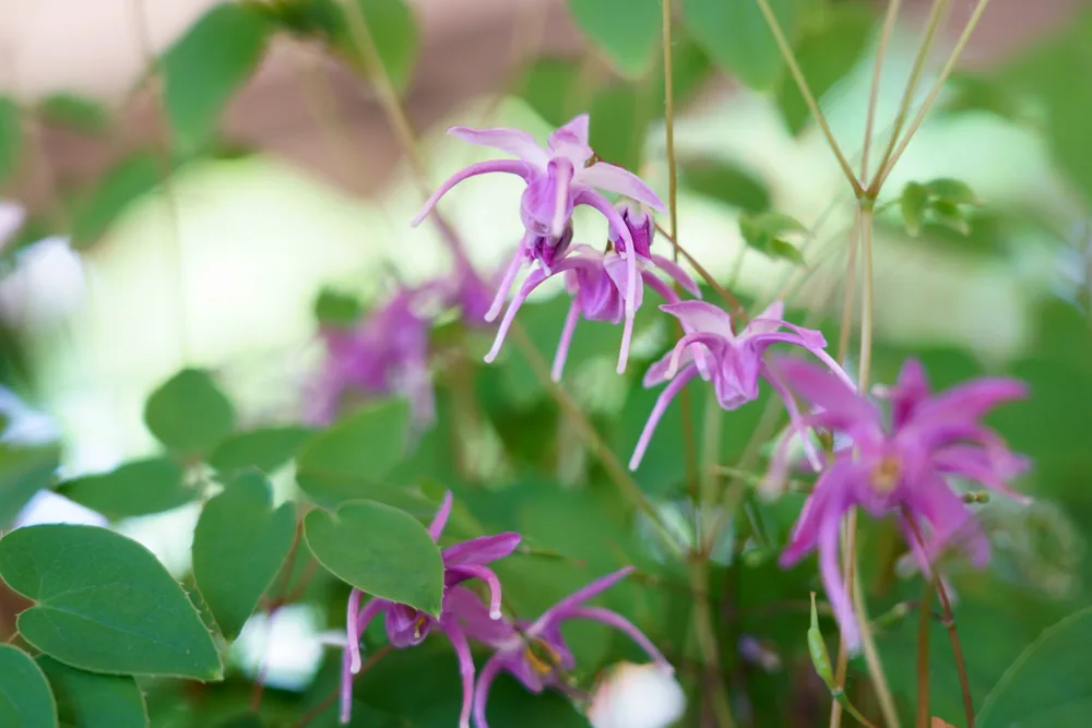 epimedium grandiflorum