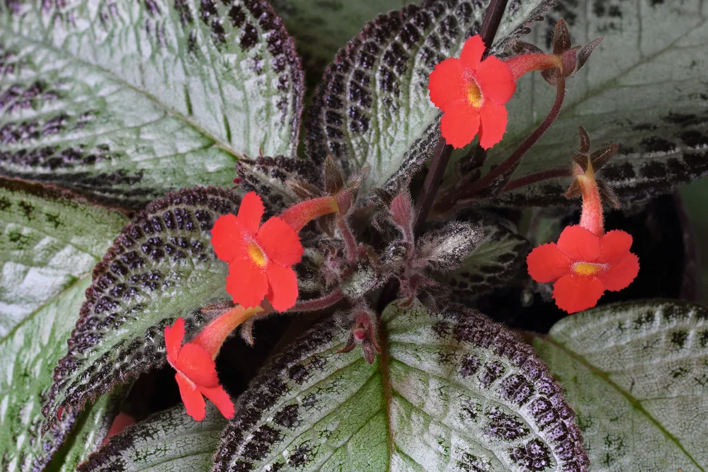 episcia cupreata