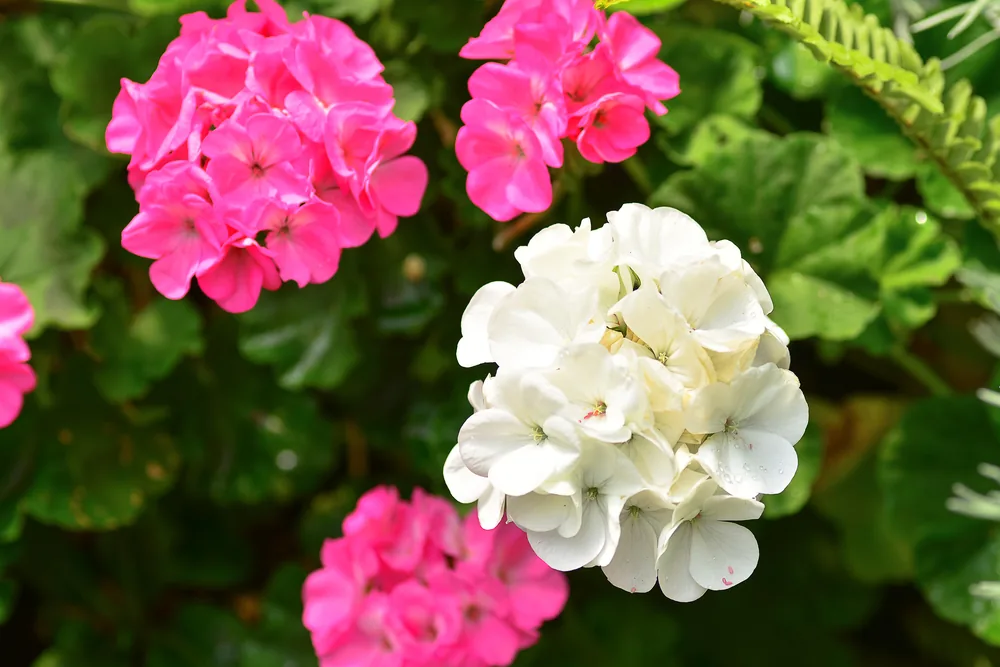 pelargonium x hortorum