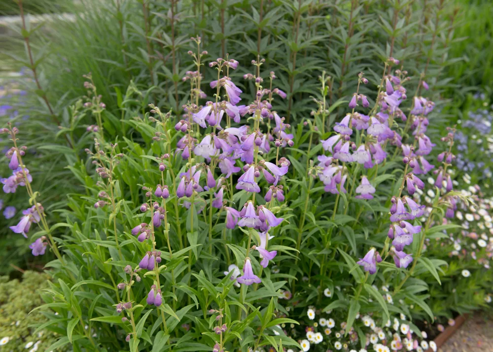 penstemon