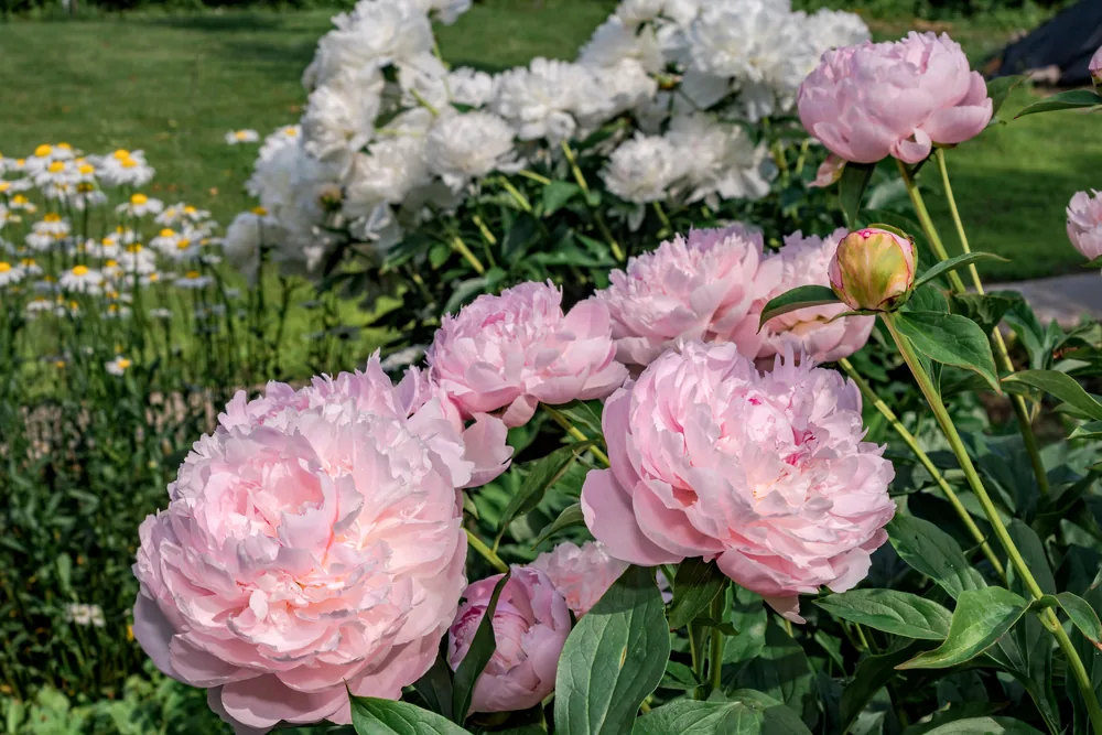 peony