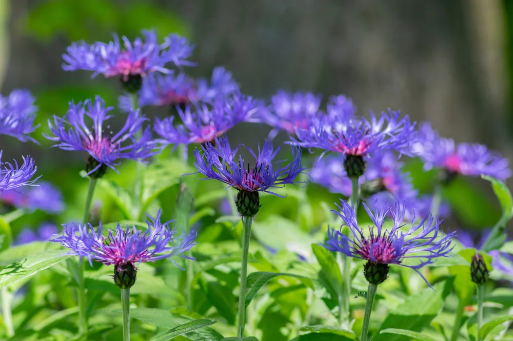 perennial cornflower