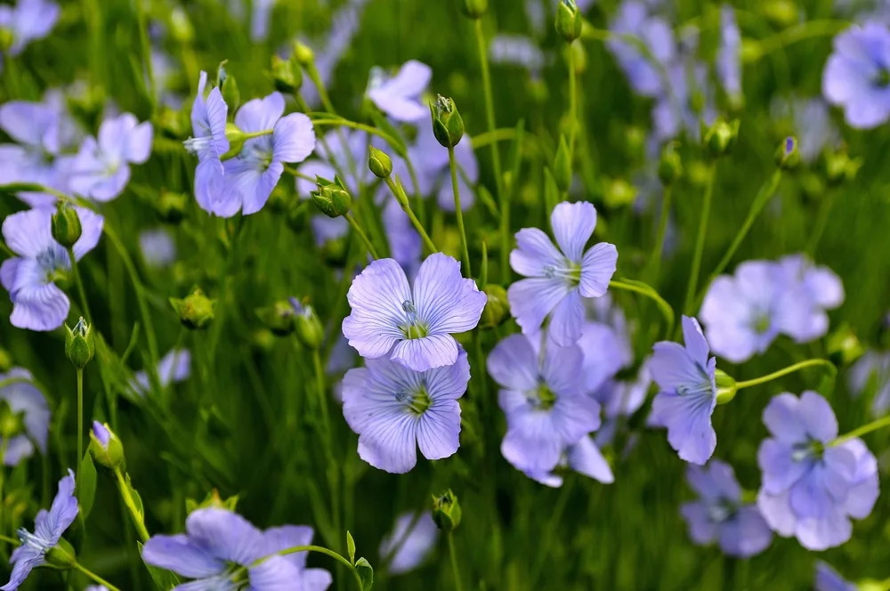 perennial flax