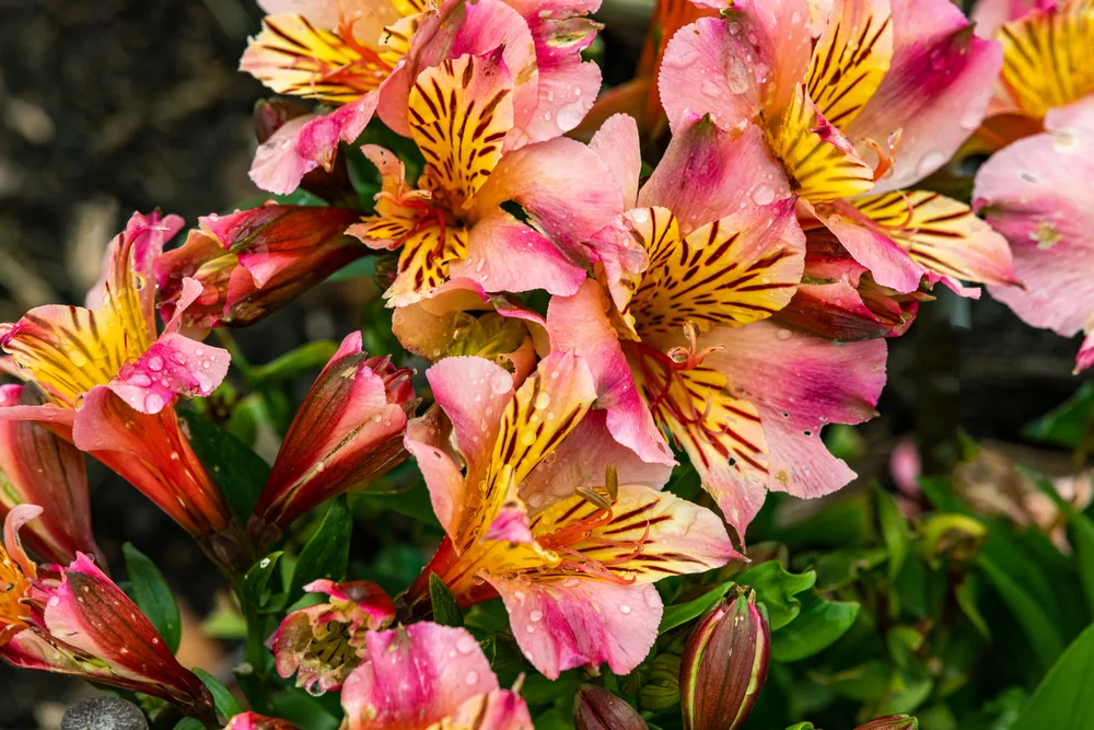 peruvian lily