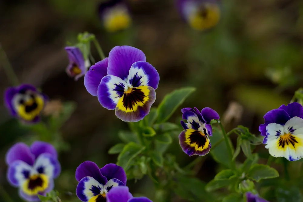 pansy