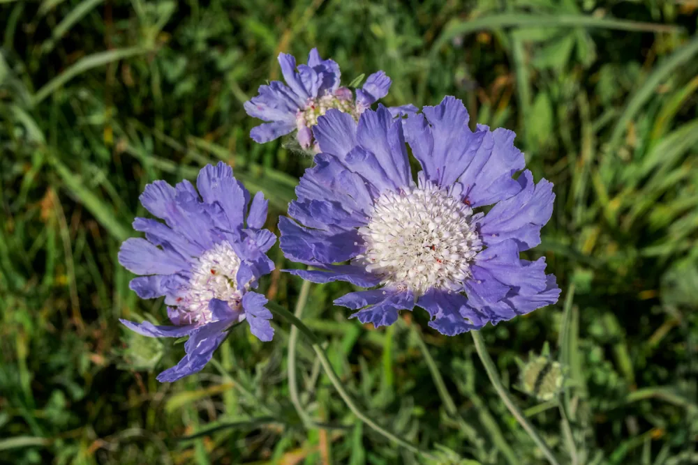 pincushion flower