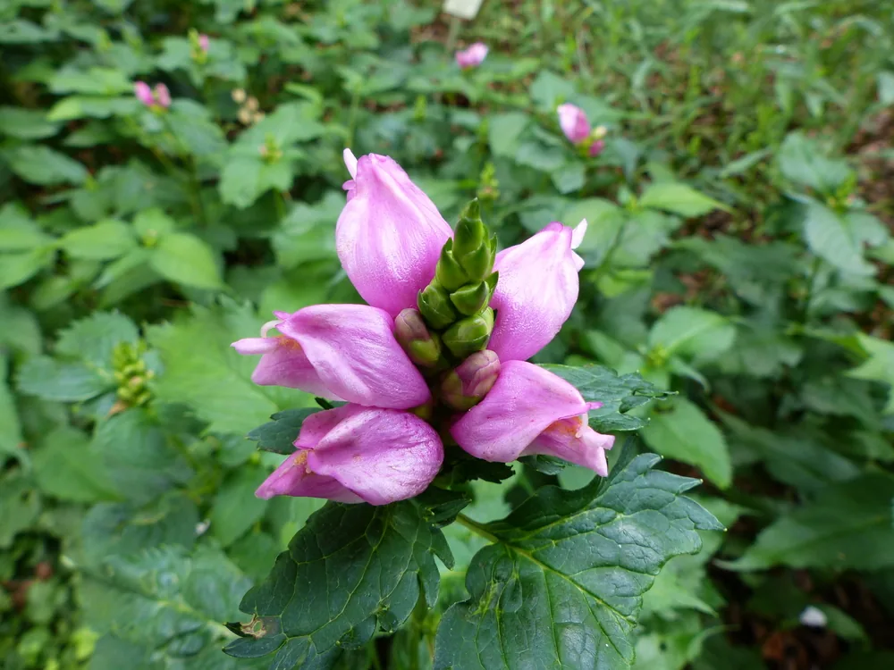 pink turtlehead