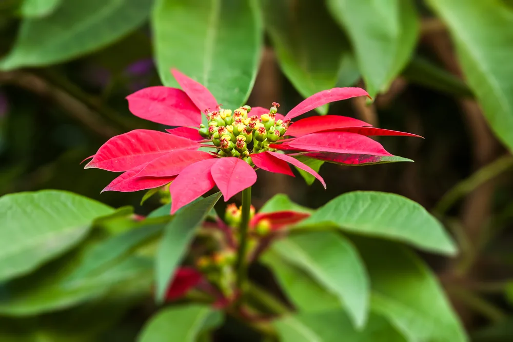 poinsettia