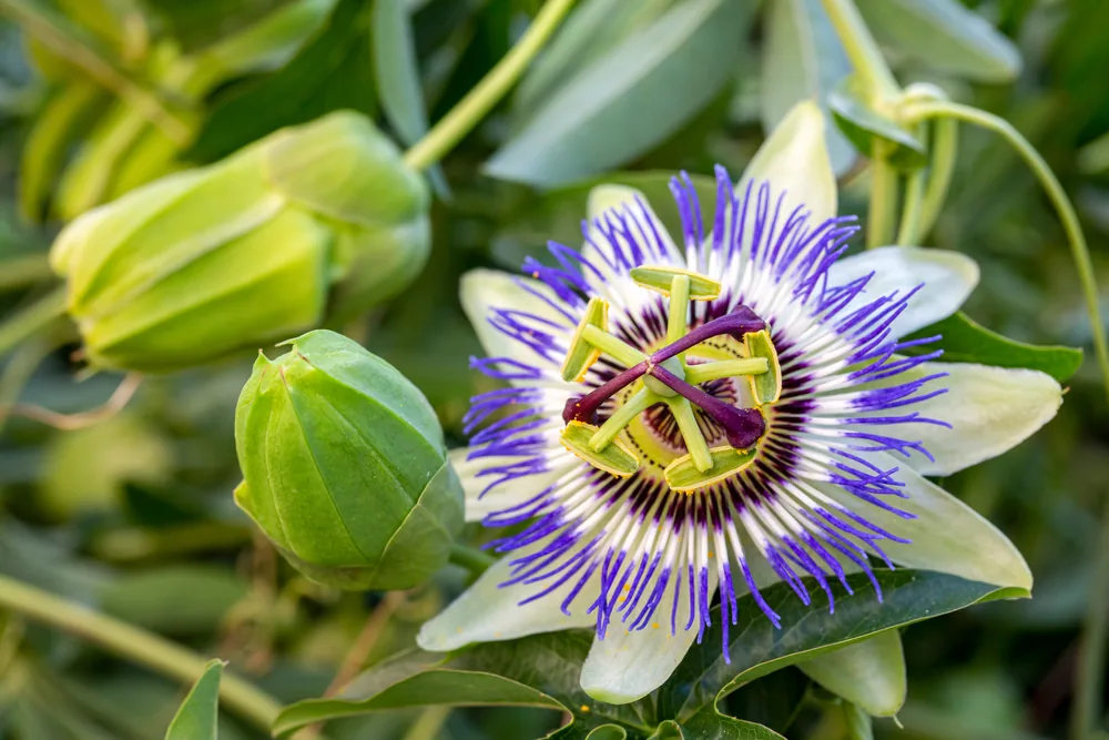 passionflower