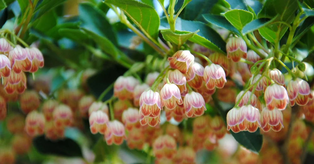 redvein enkianthus