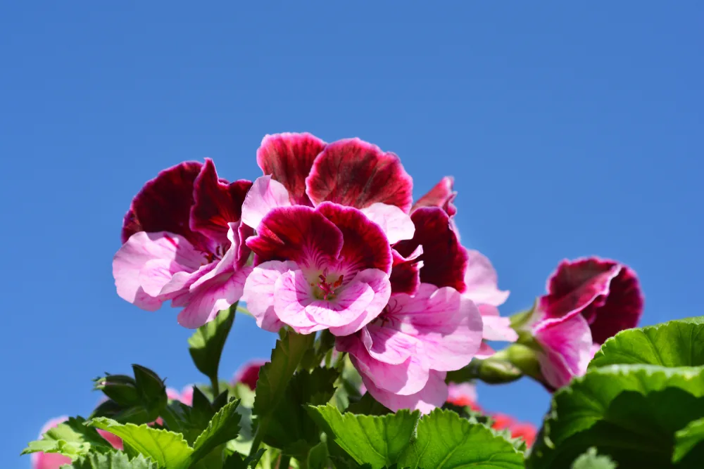 regal geranium