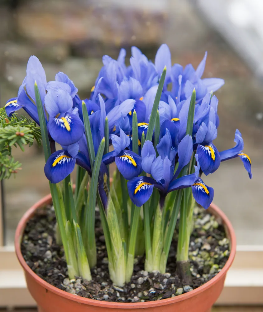 reticulated iris