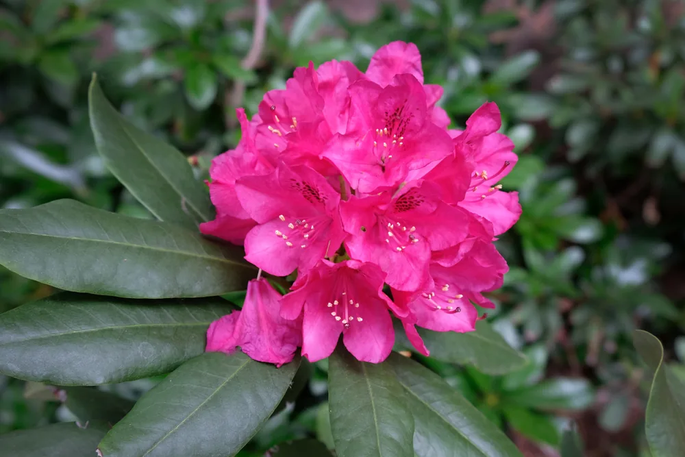 rhododendron